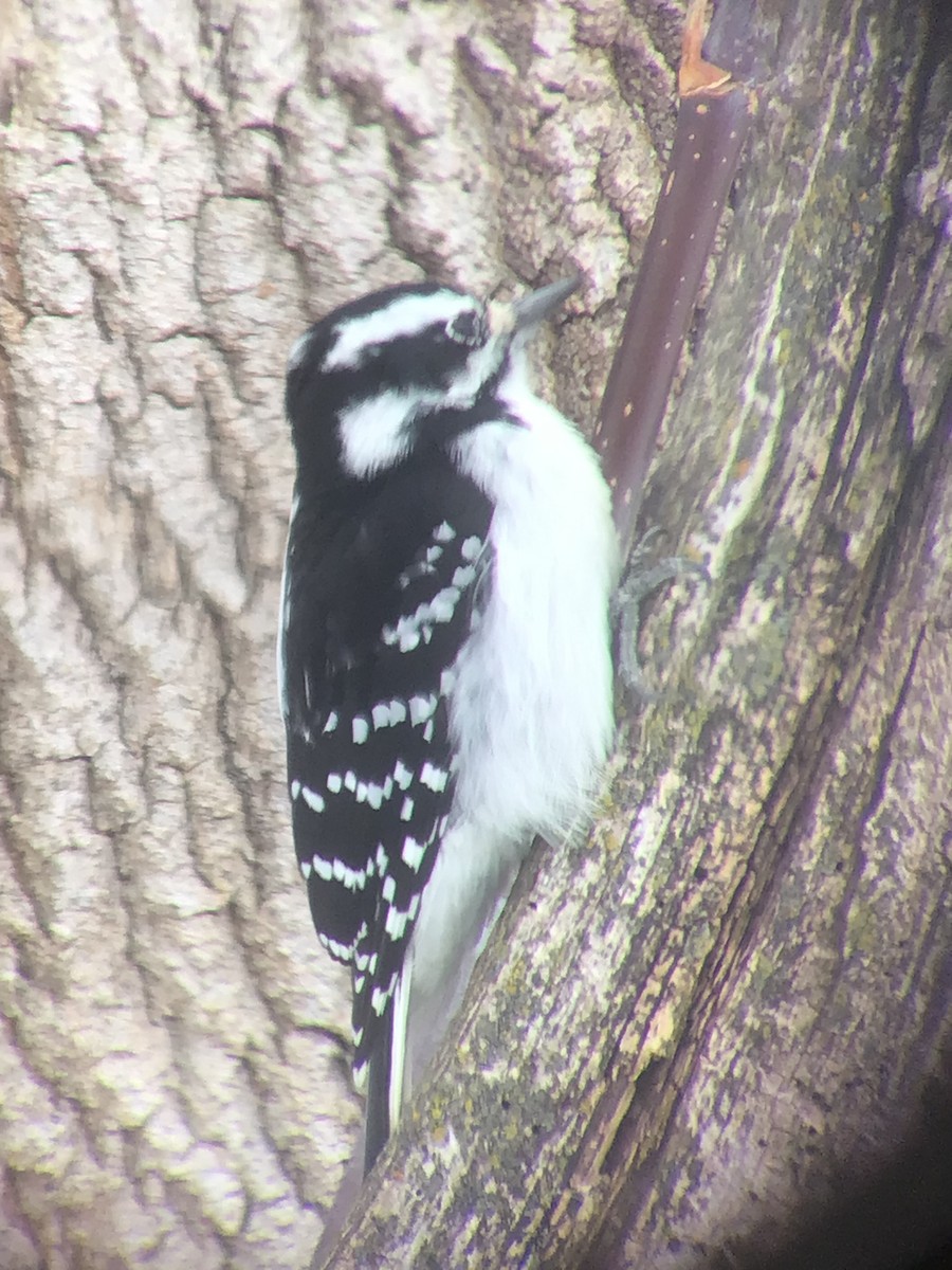 セジロアカゲラ - ML646646487