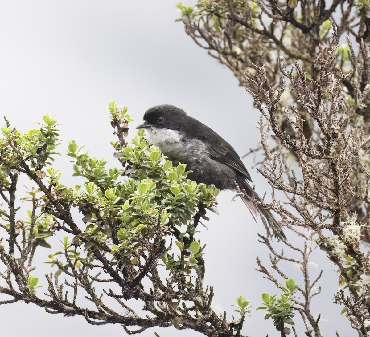 Black-backed Bush Tanager - ML646646489