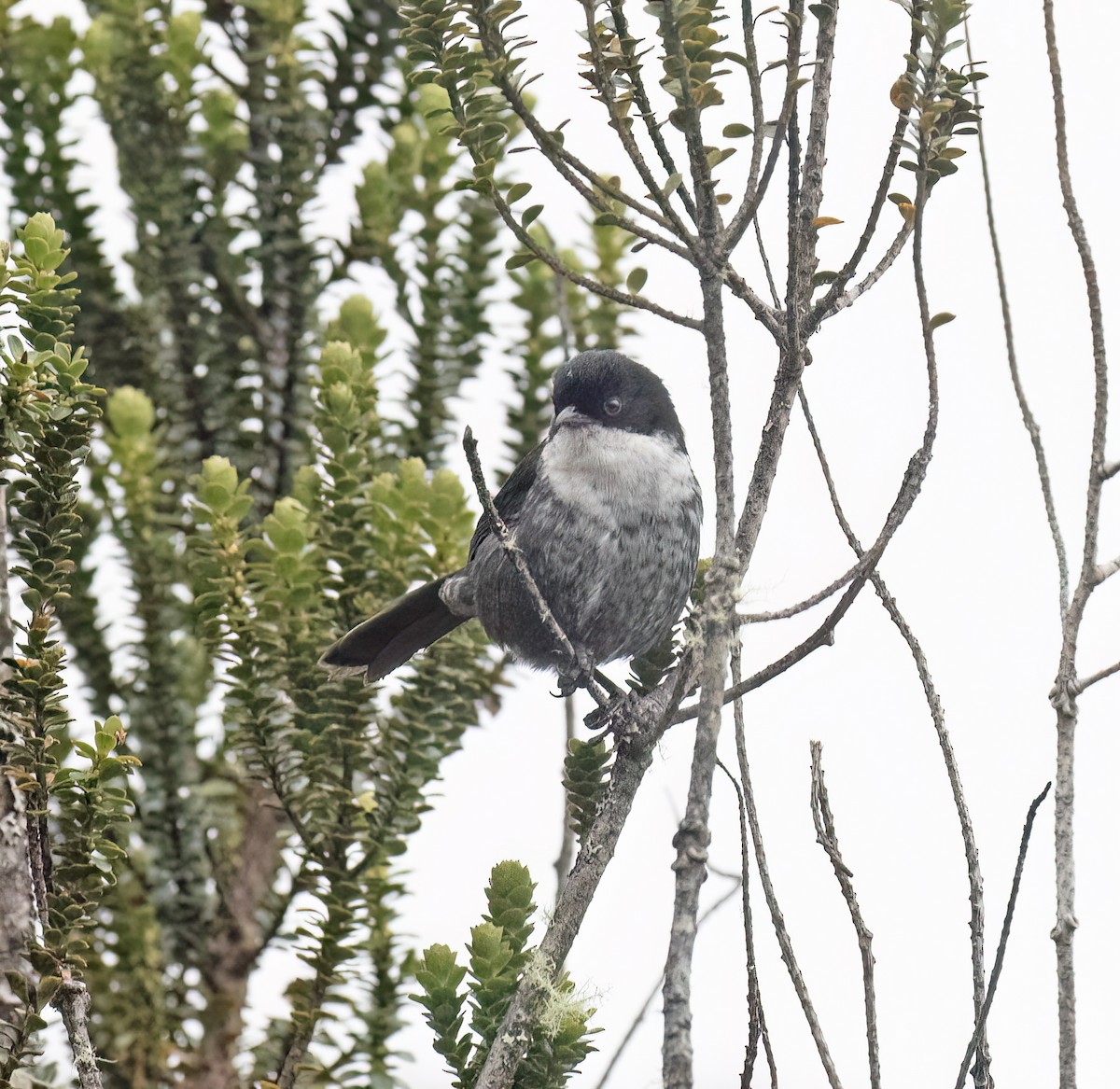 Black-backed Bush Tanager - ML646646490