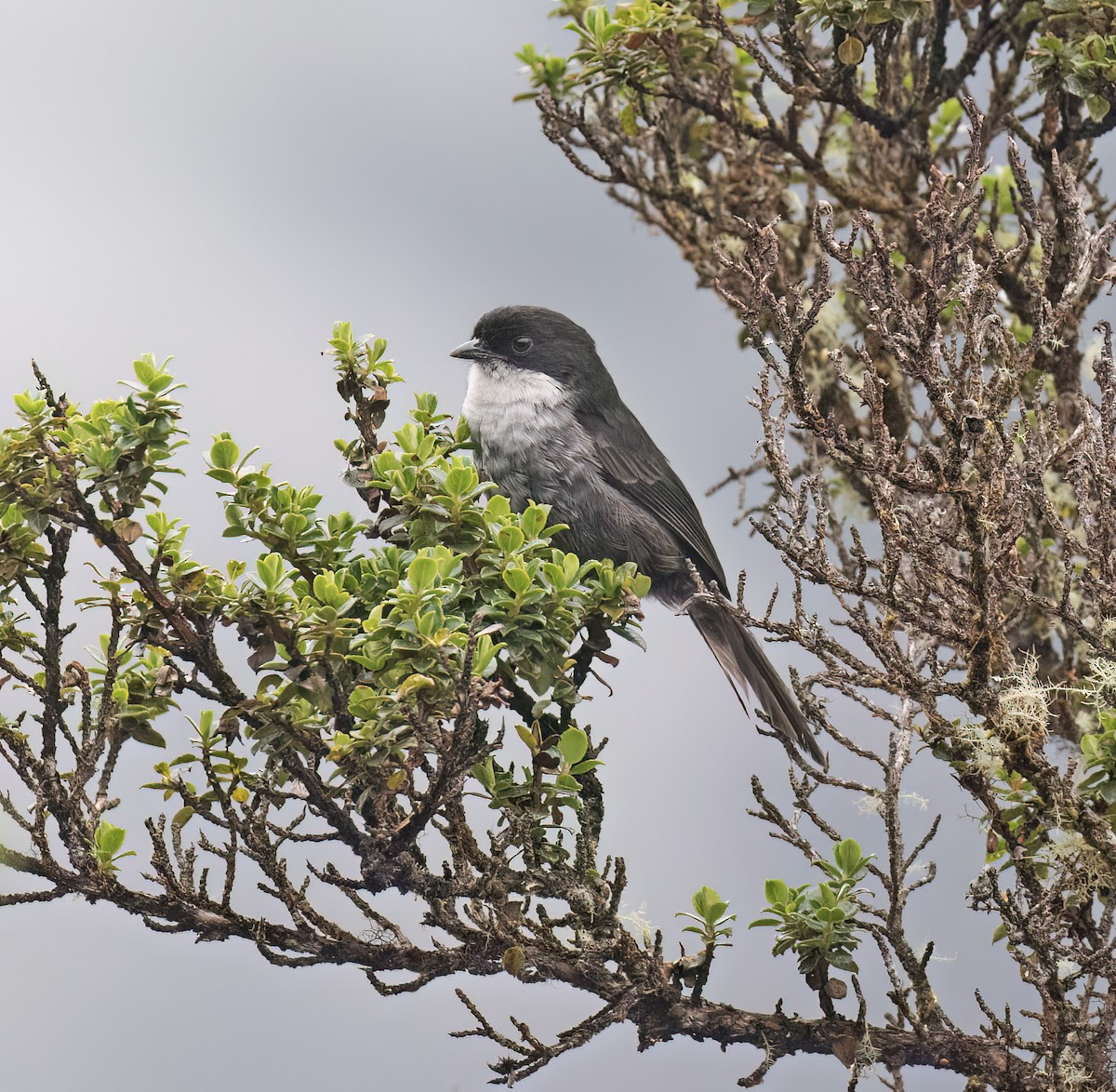 Black-backed Bush Tanager - ML646646491