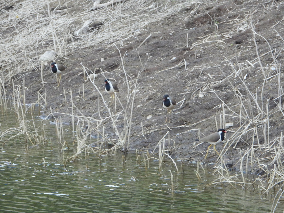 Украшенный чибис - ML646646492