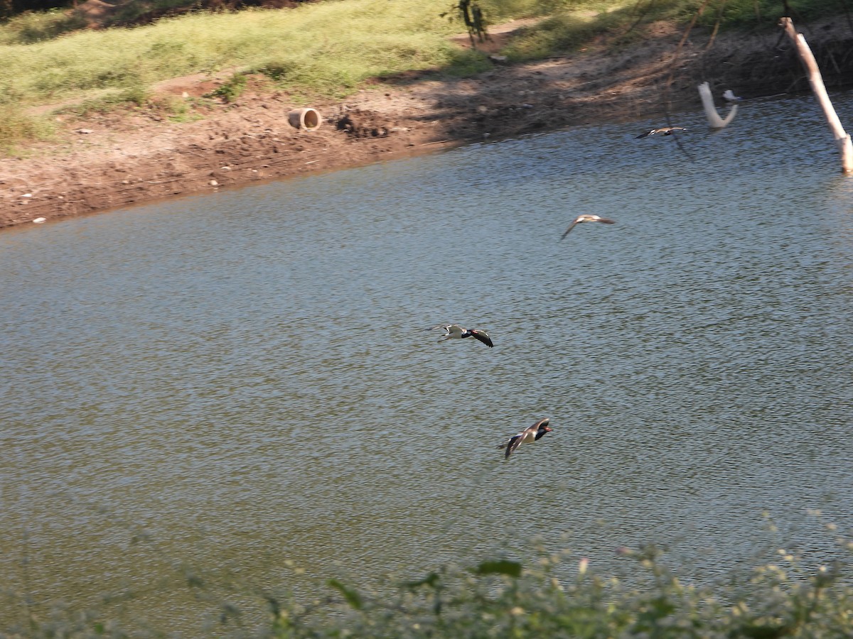 Украшенный чибис - ML646646493