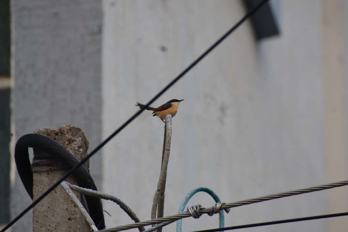 Prinia cendrée - ML646646495