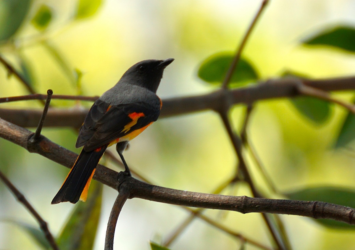 Small Minivet - ML646646496