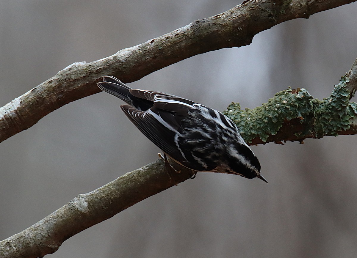 Black-and-white Warbler - ML646646497