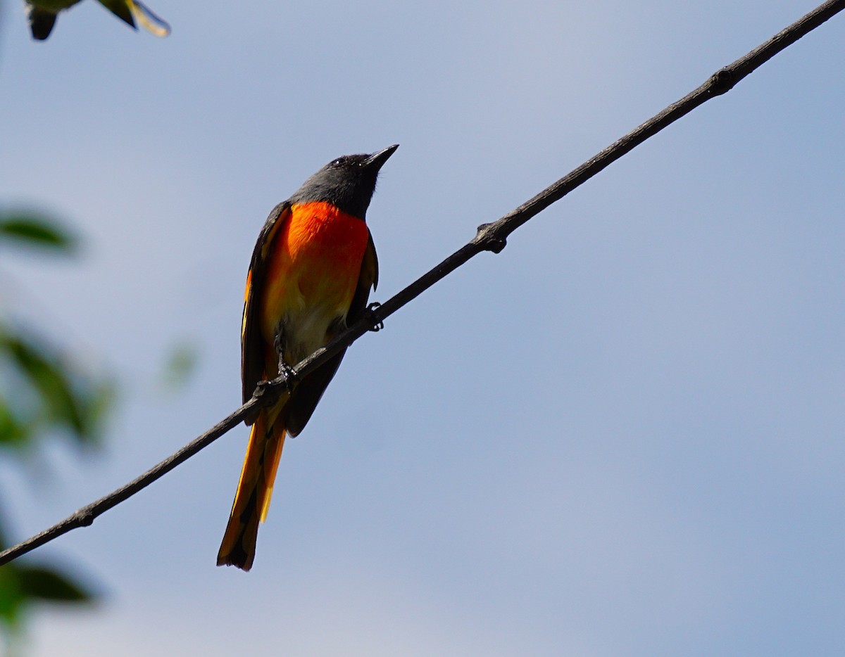 Small Minivet - ML646646498