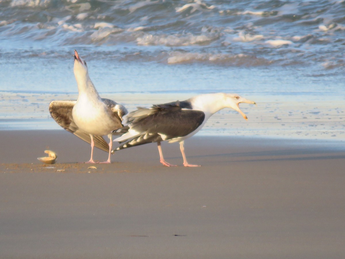 Mugnaiaccio - ML646646499