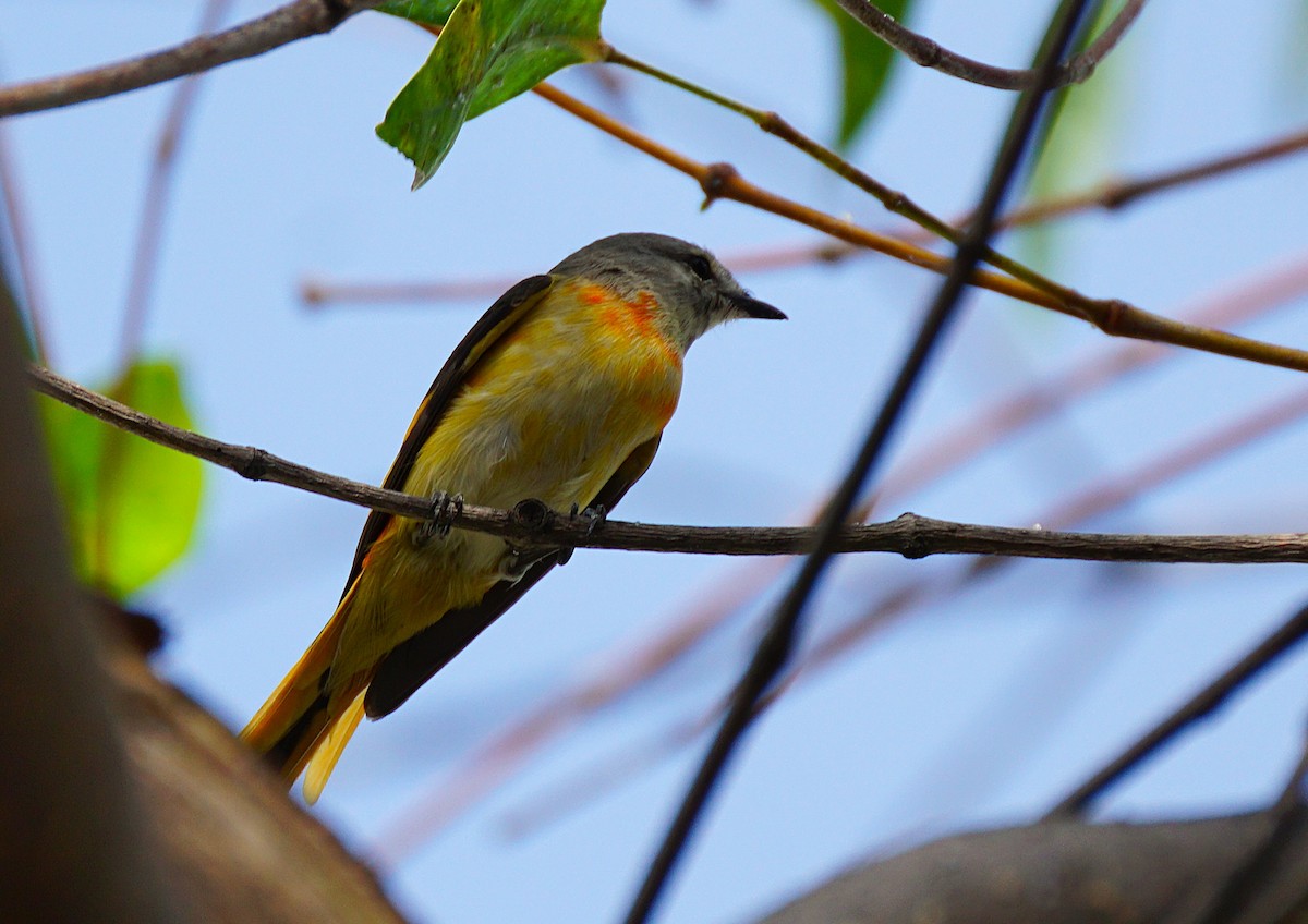 Small Minivet - ML646646503