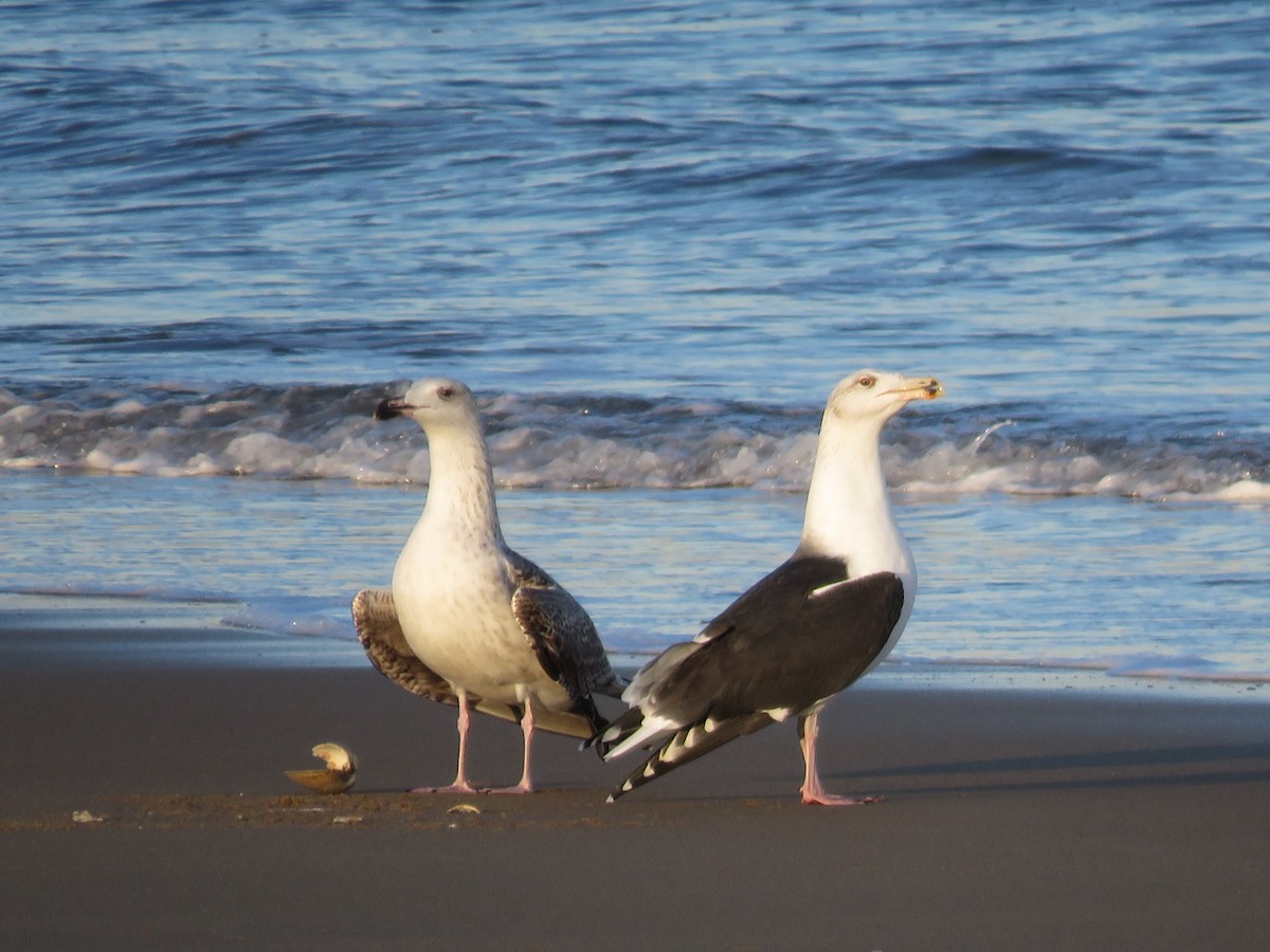 Mugnaiaccio - ML646646504