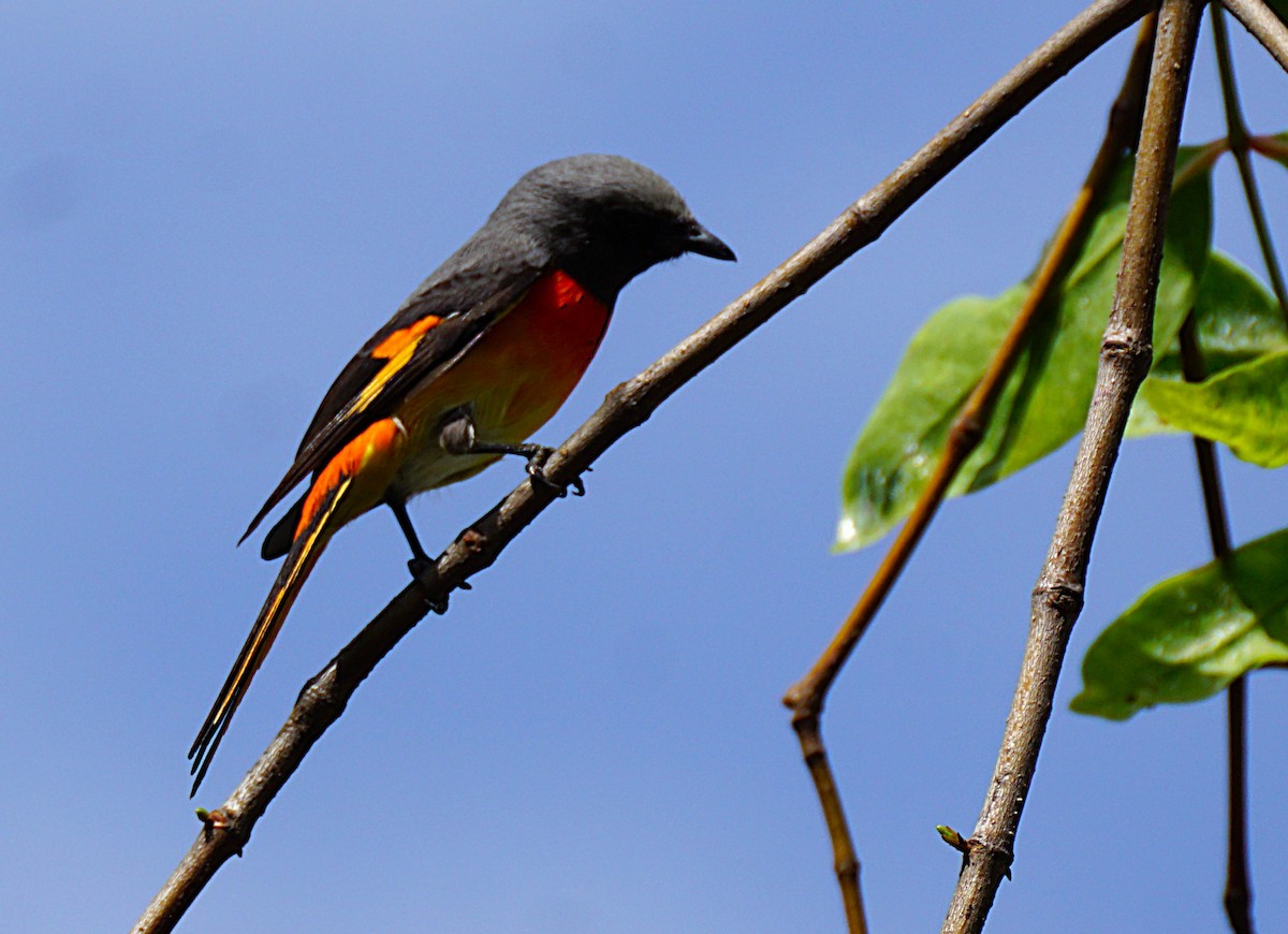 Small Minivet - ML646646505