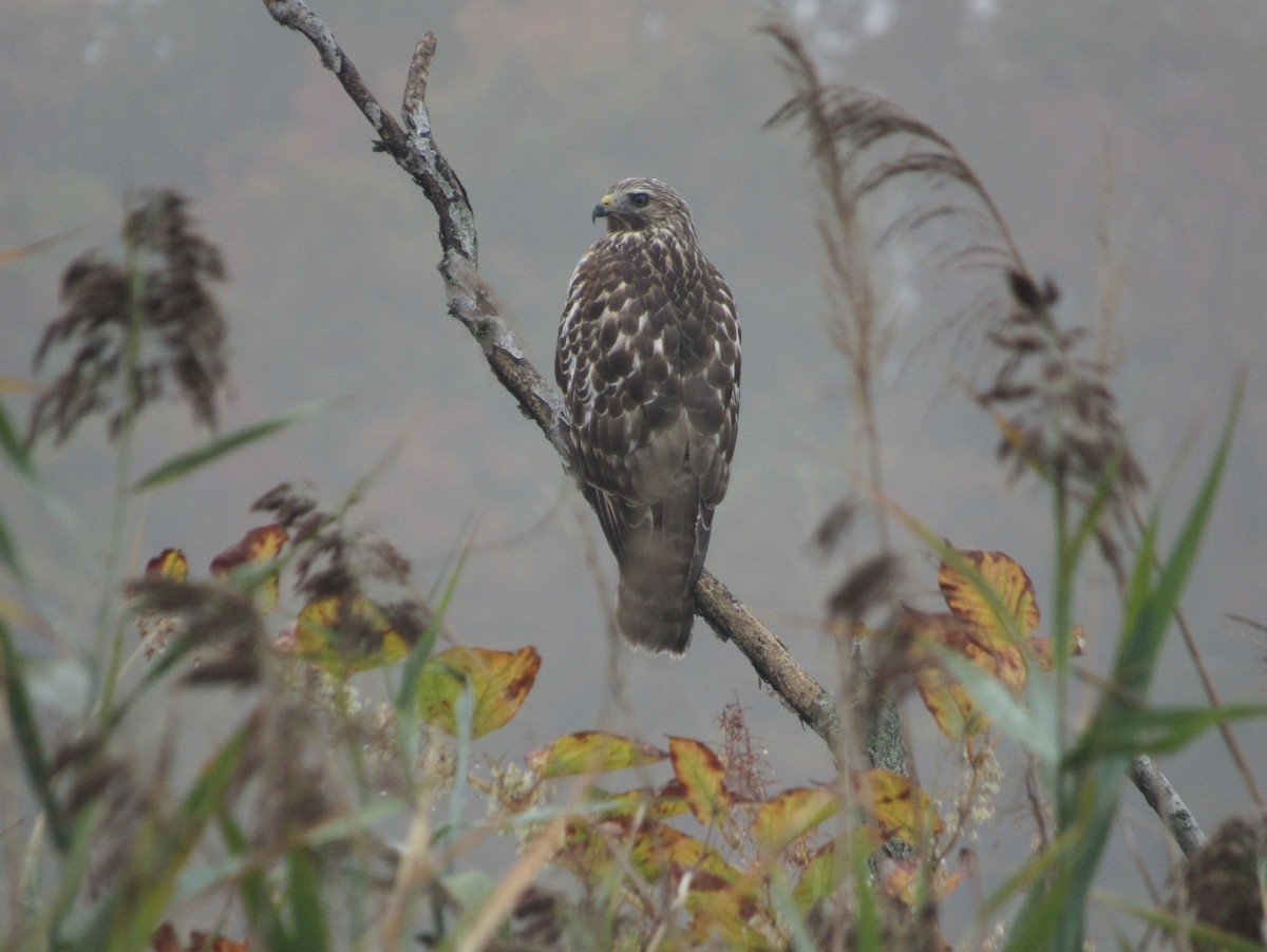 Rotschulterbussard - ML646646506
