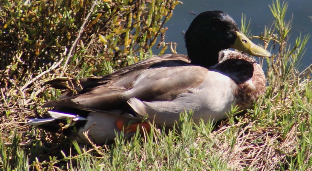 Basahatea - ML646646508