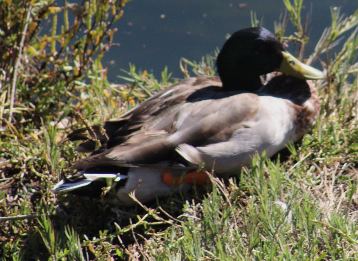 Basahatea - ML646646509