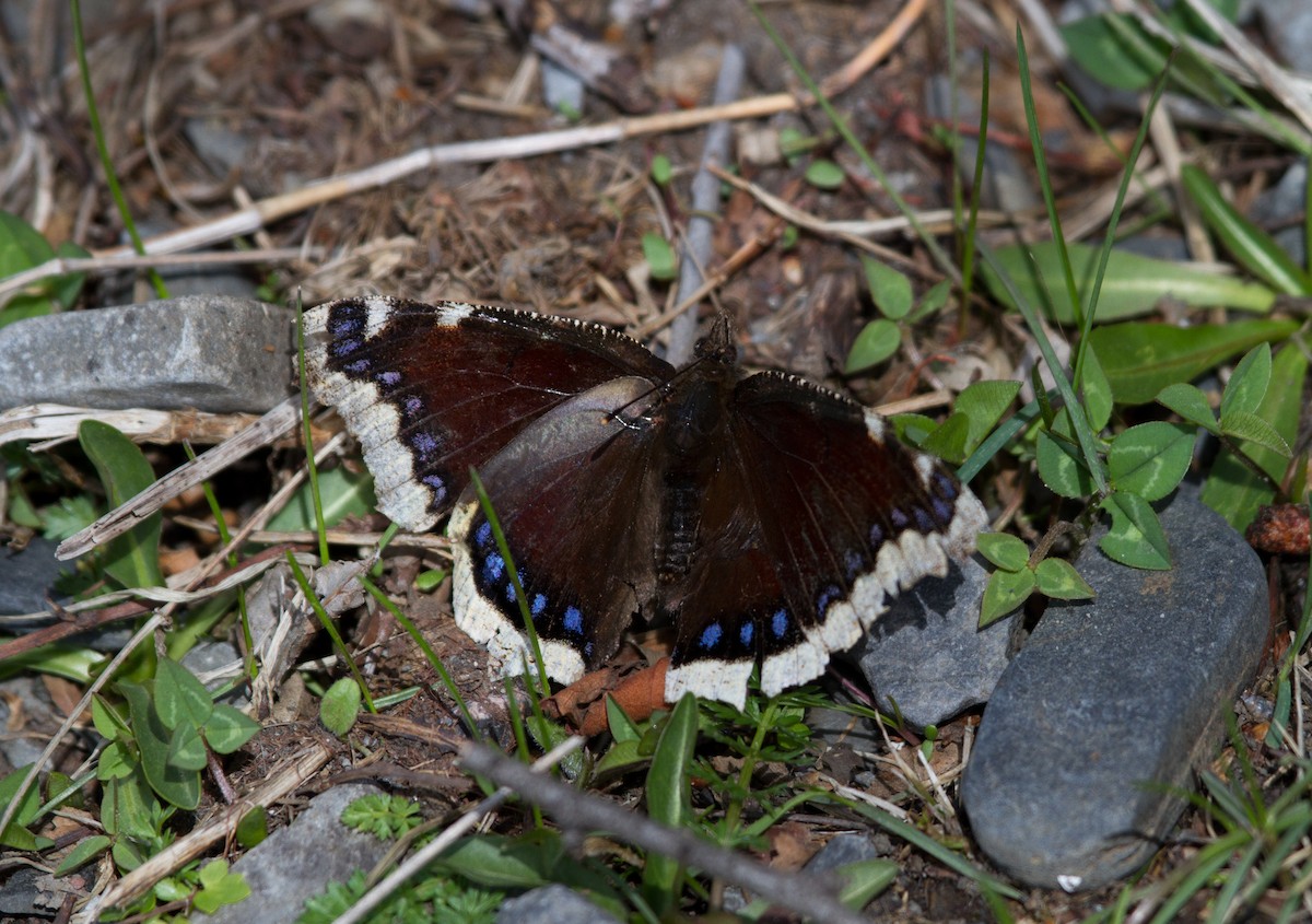 Insectos - ML646646511