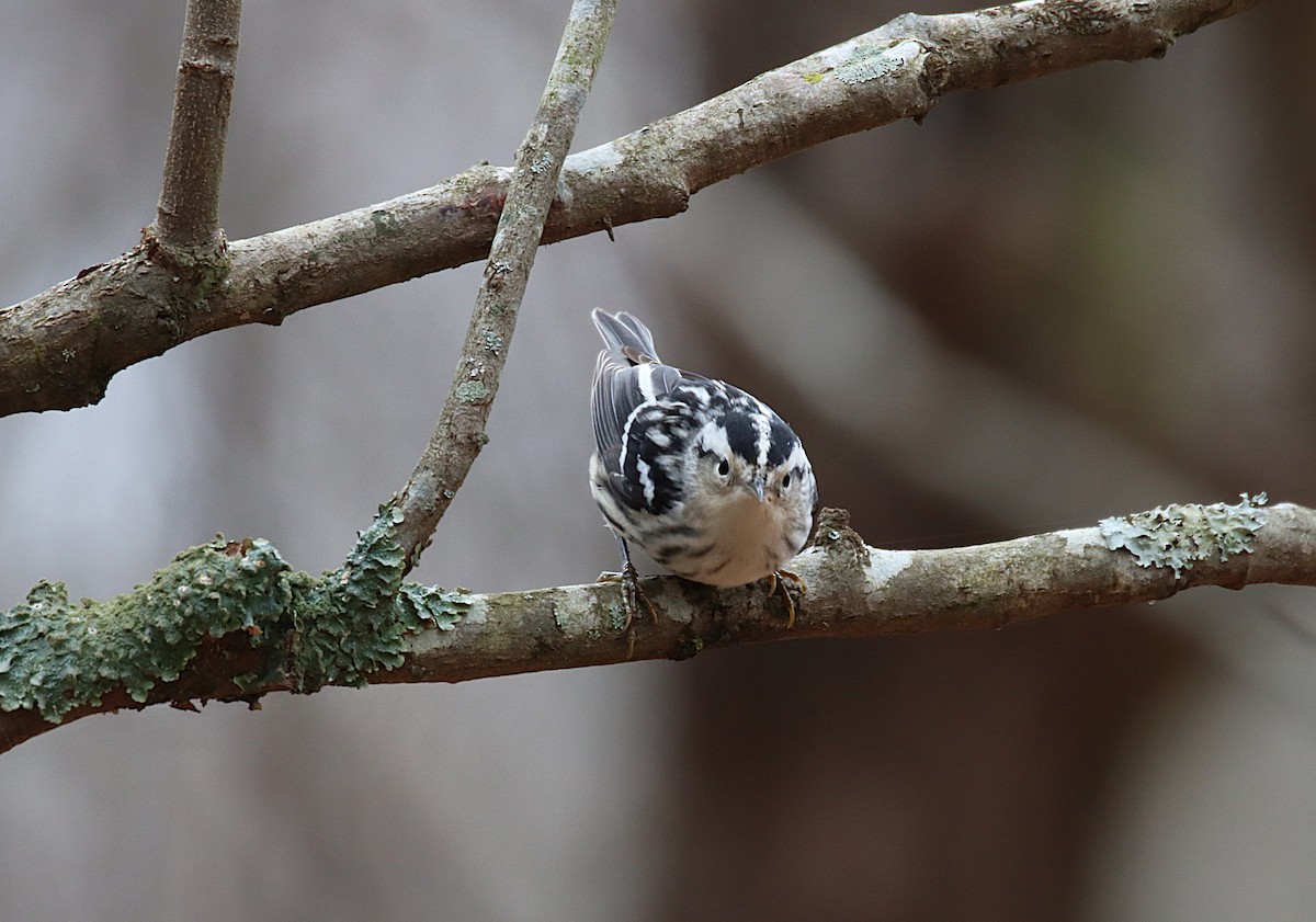 Black-and-white Warbler - ML646646512