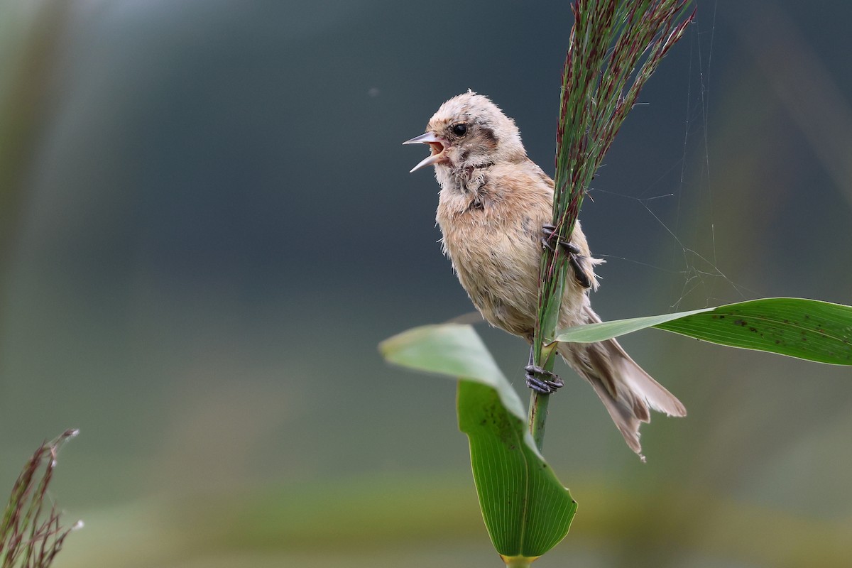 רמית - ML646646513