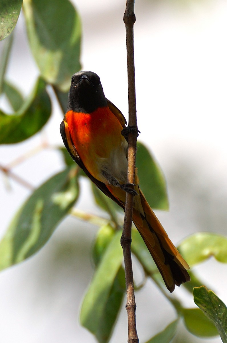 Small Minivet - ML646646517