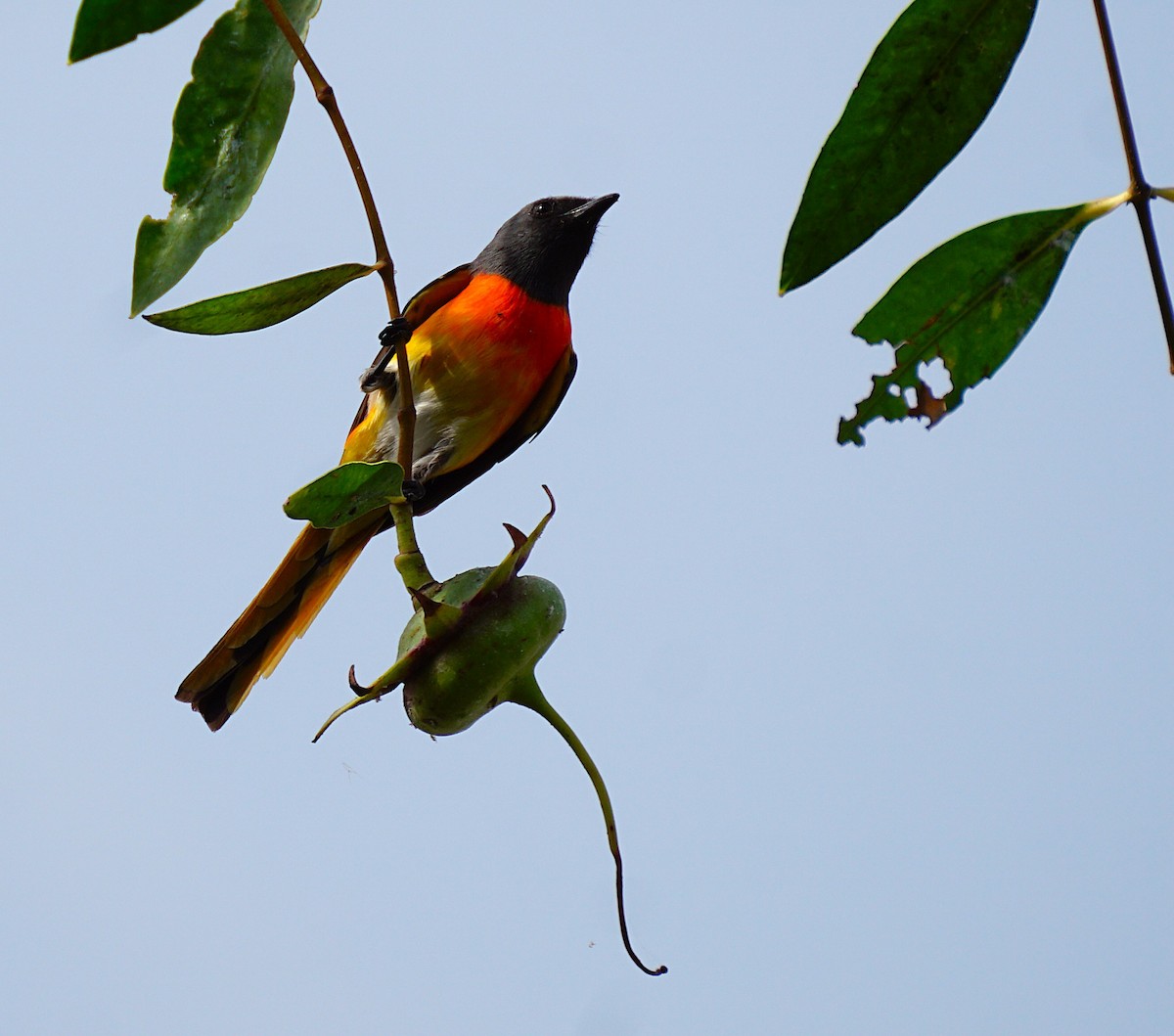 Small Minivet - ML646646518