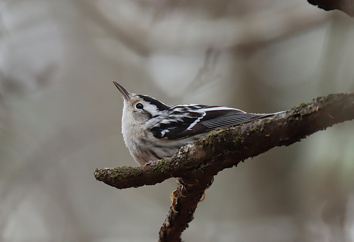 Black-and-white Warbler - ML646646520