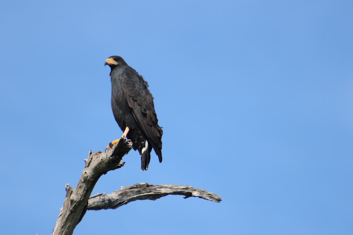 Common Black Hawk - ML646646521