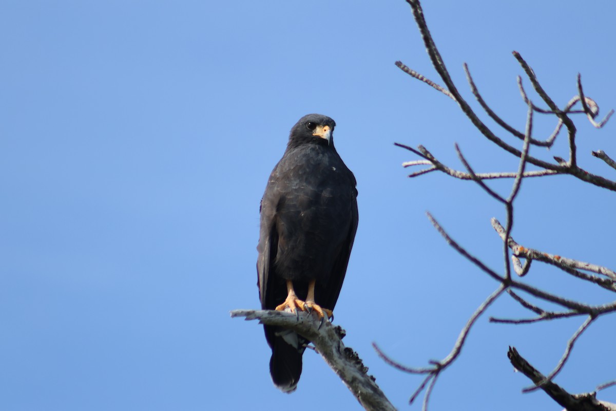 Common Black Hawk - ML646646522