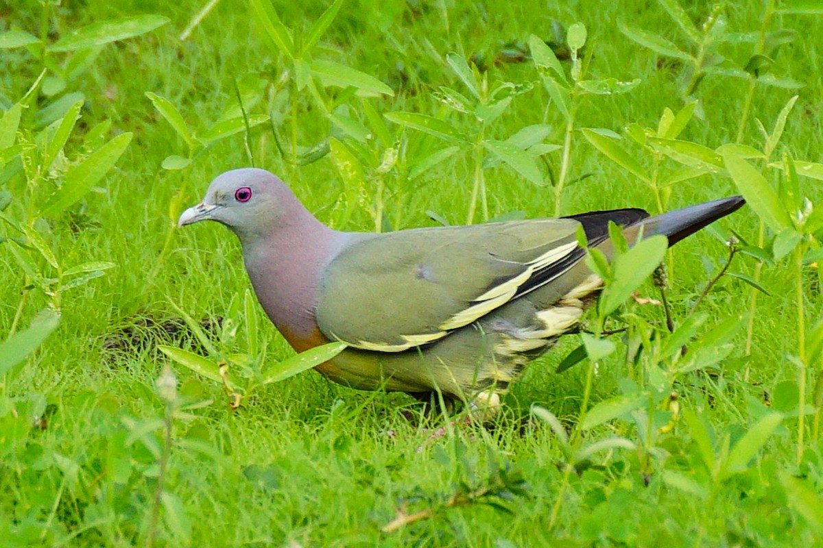 Pink-necked Green-Pigeon - ML646646523