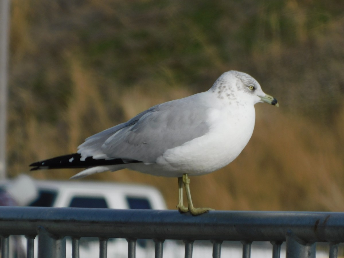 Gavina americana - ML646646525