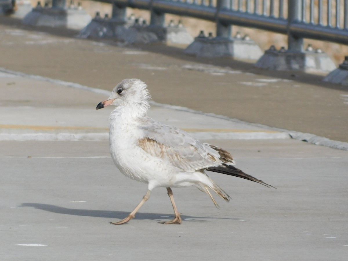 Gavina americana - ML646646526