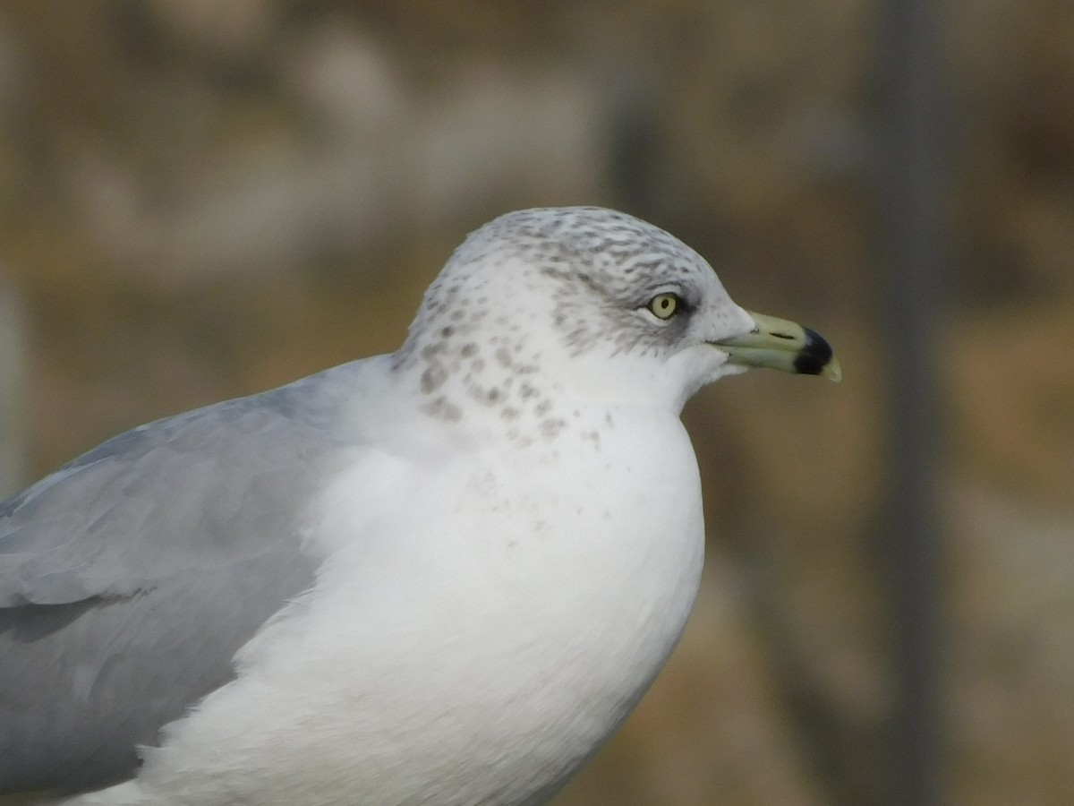 Gavina americana - ML646646527