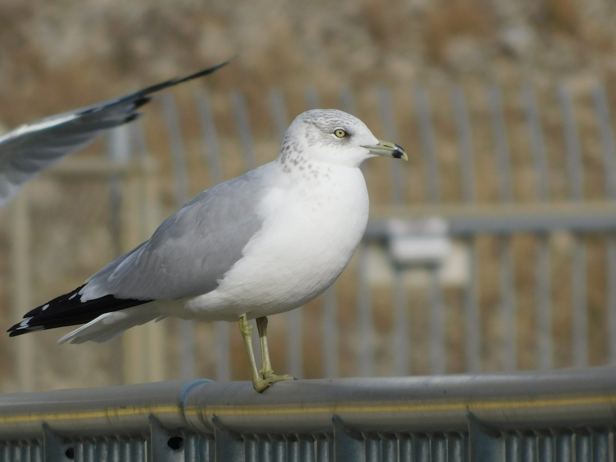 Gavina americana - ML646646529