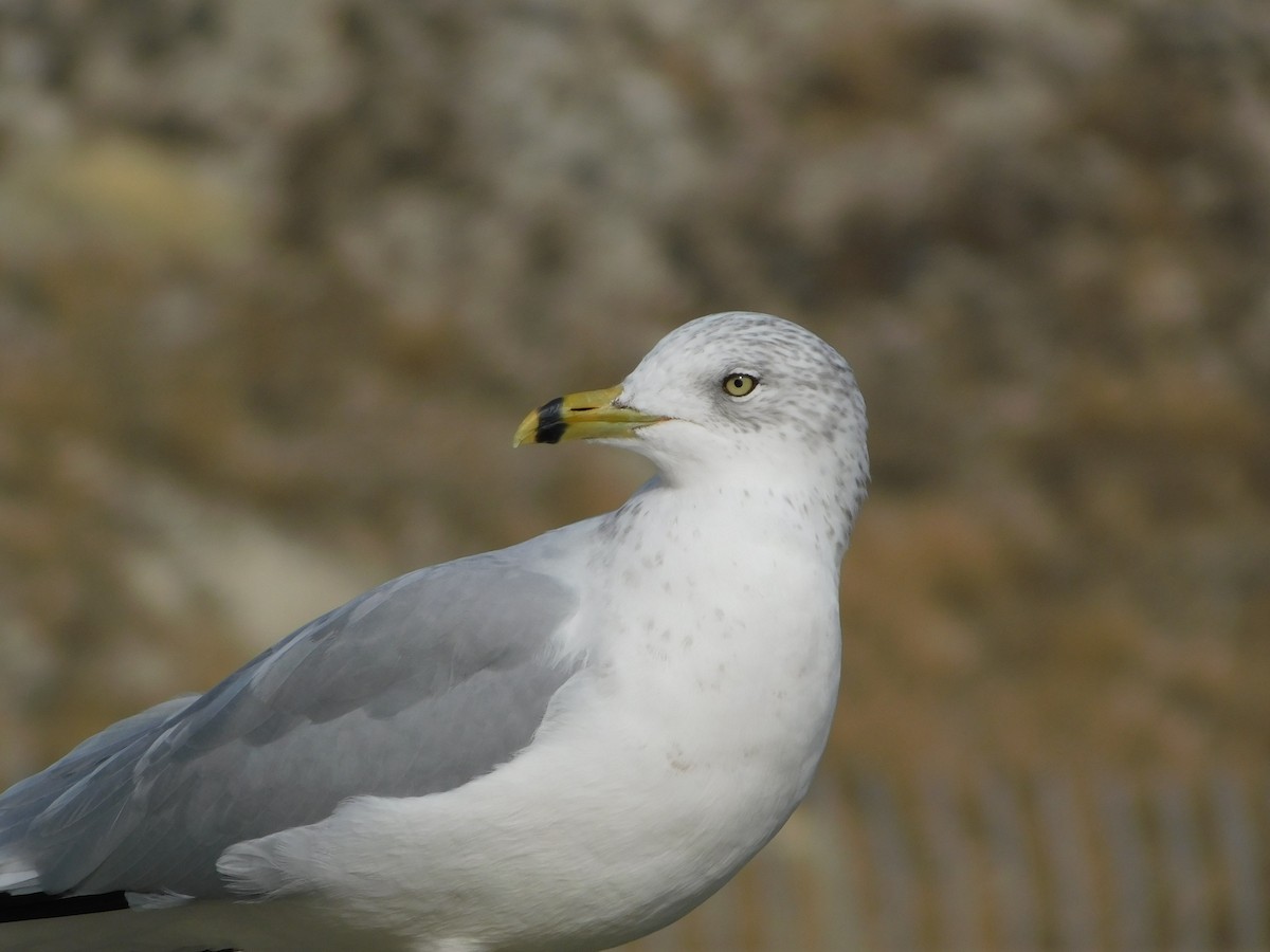 Gavina americana - ML646646532