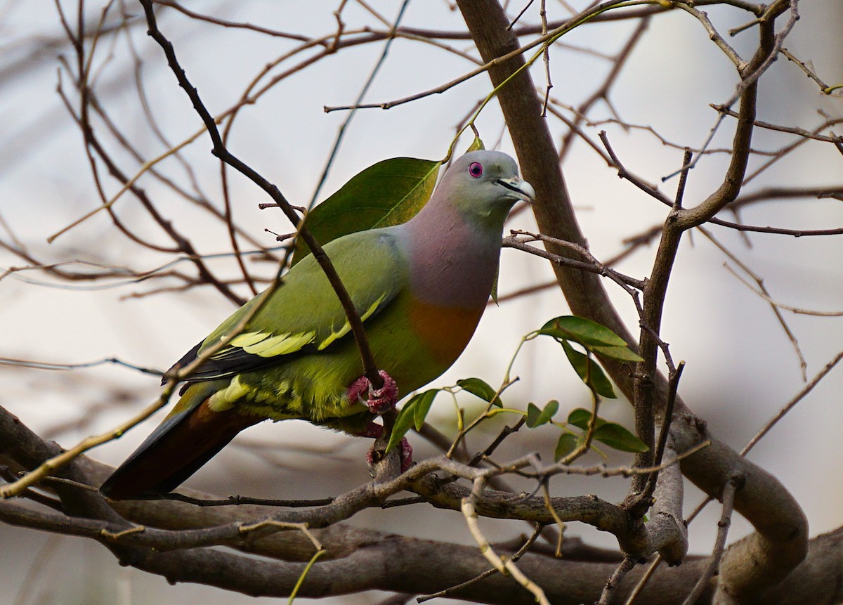 Pink-necked Green-Pigeon - ML646646533