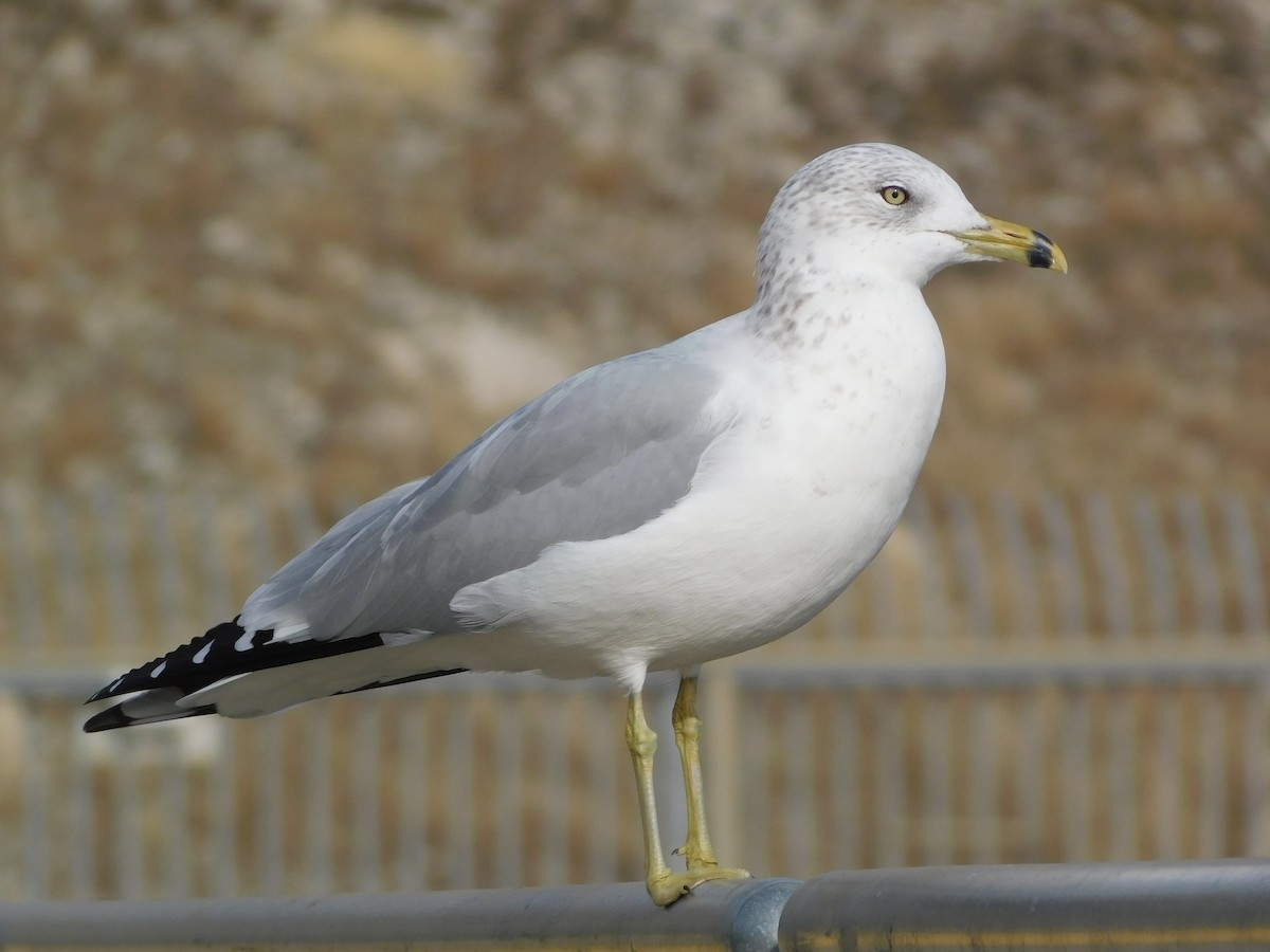 Gavina americana - ML646646534