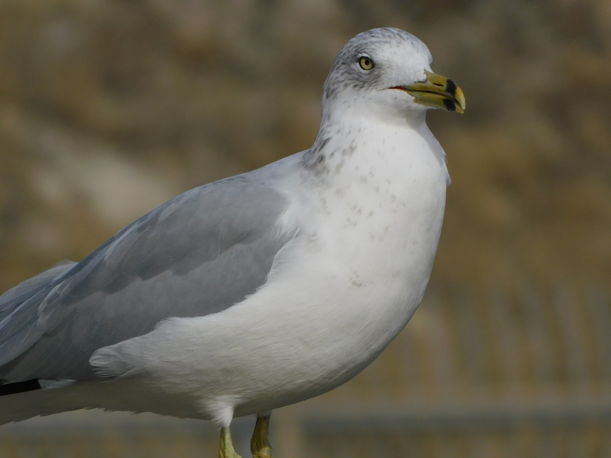 Gavina americana - ML646646536