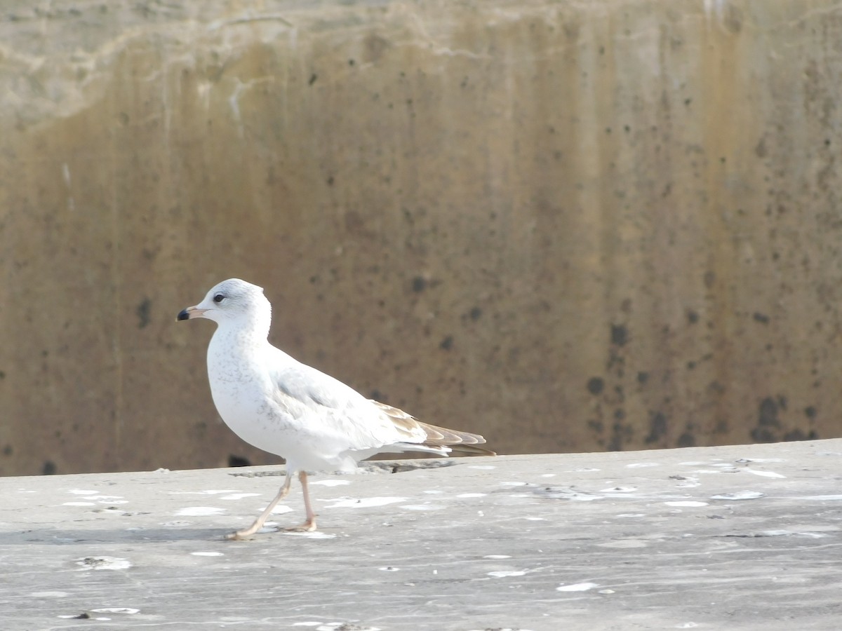 Gavina americana - ML646646537