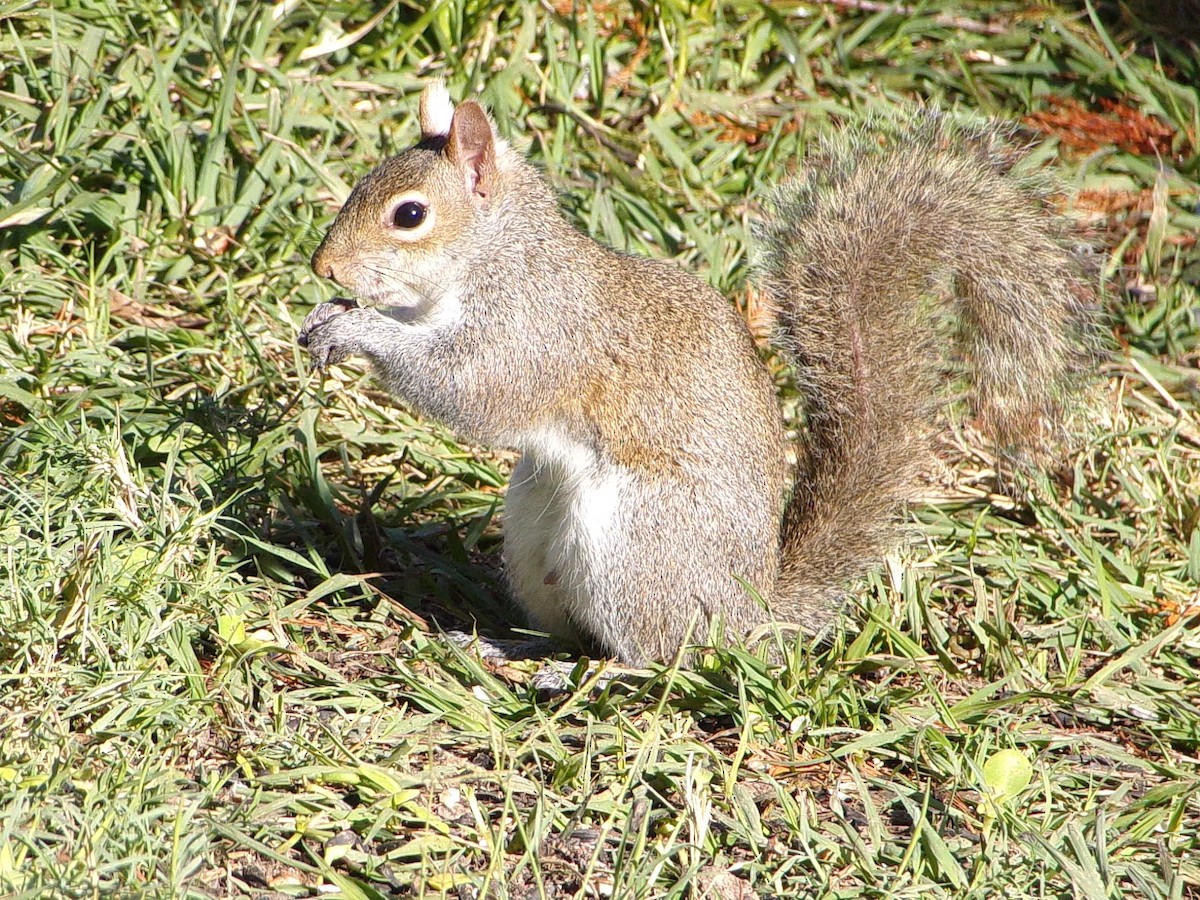 Écureuil gris - ML646646541