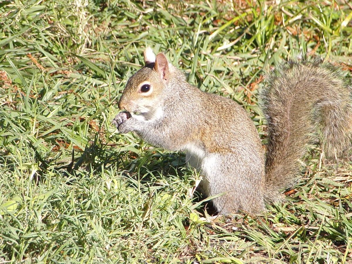 Écureuil gris - ML646646542