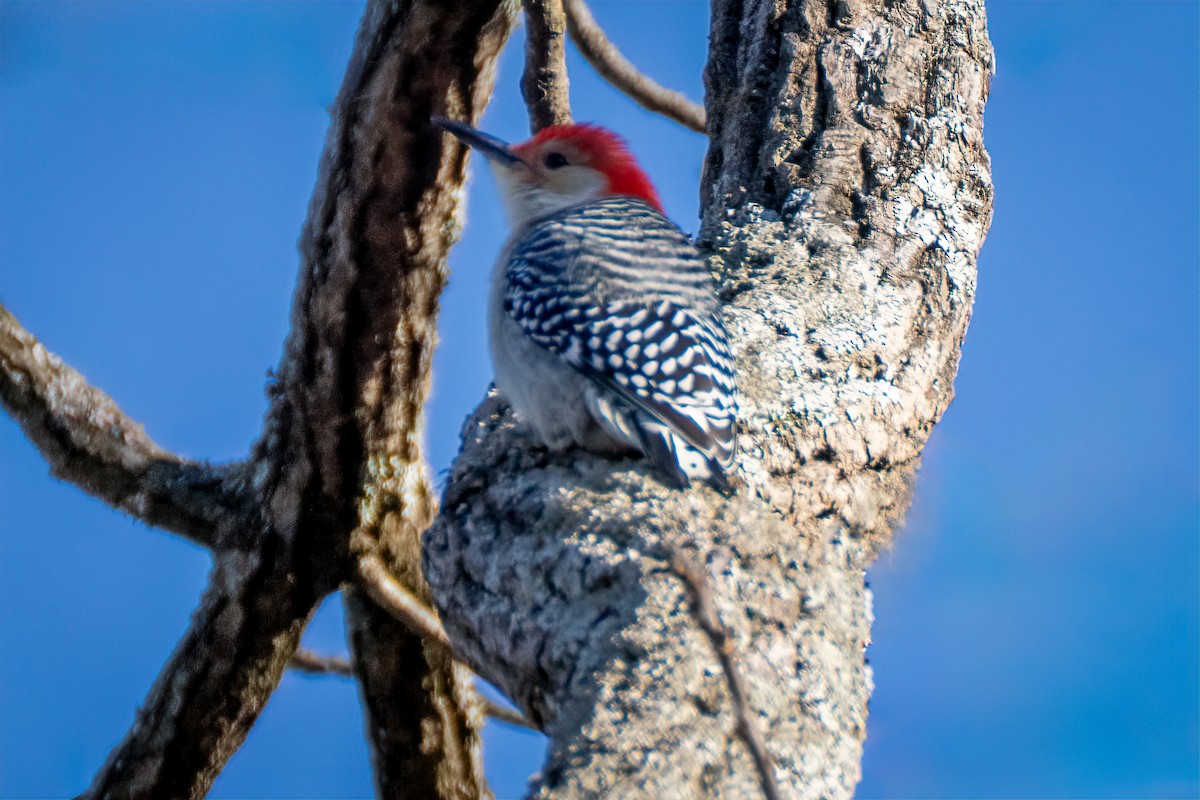 Red-bellied Woodpecker - ML646646543