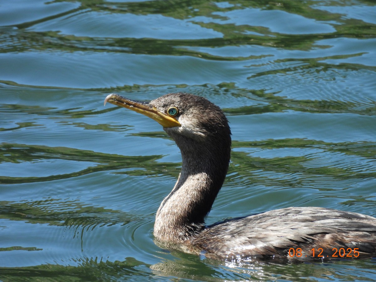 Cormoran vigua - ML646646547