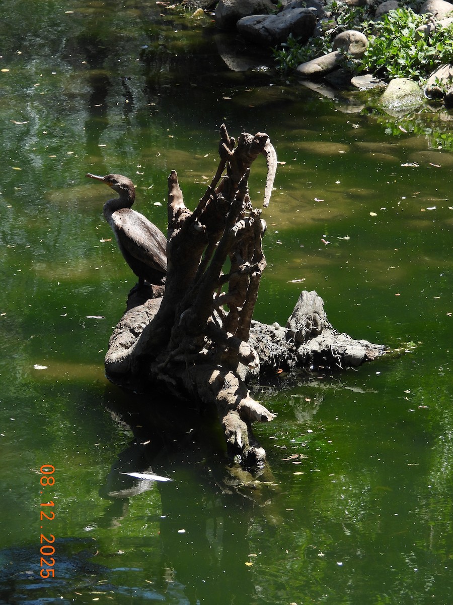 Cormoran vigua - ML646646548