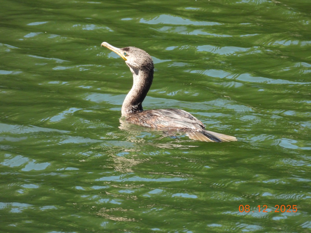 Cormoran vigua - ML646646549