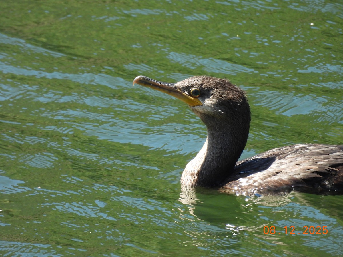 Cormoran vigua - ML646646551