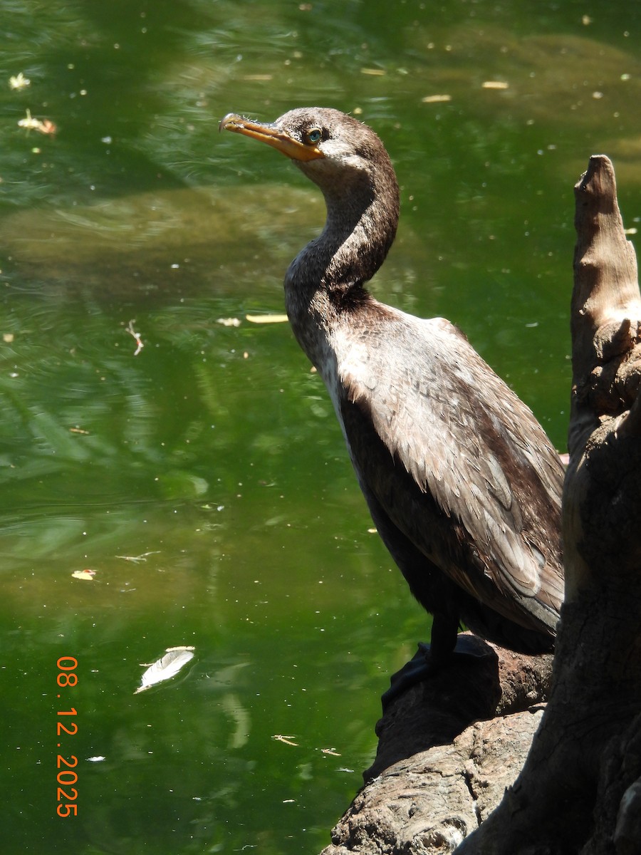 Cormoran vigua - ML646646552