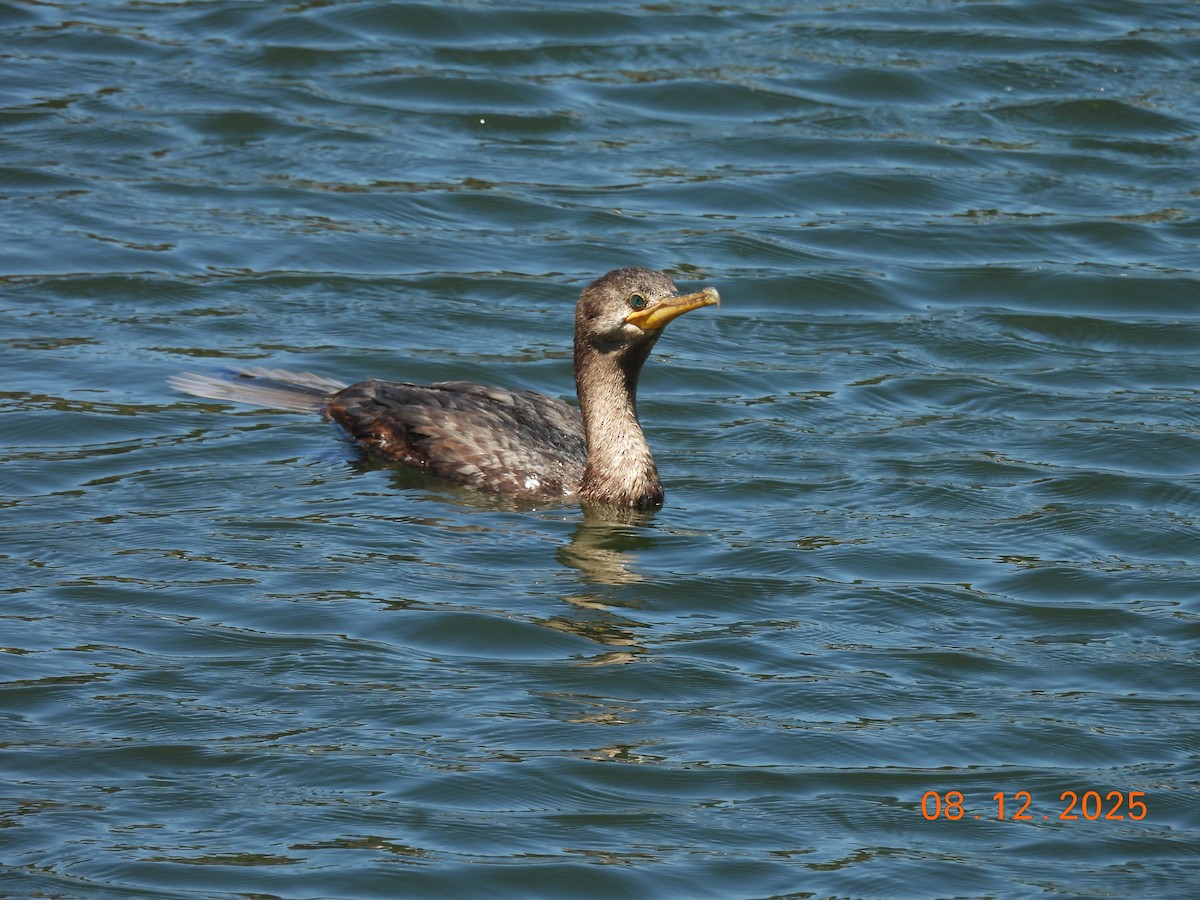 Cormoran vigua - ML646646554