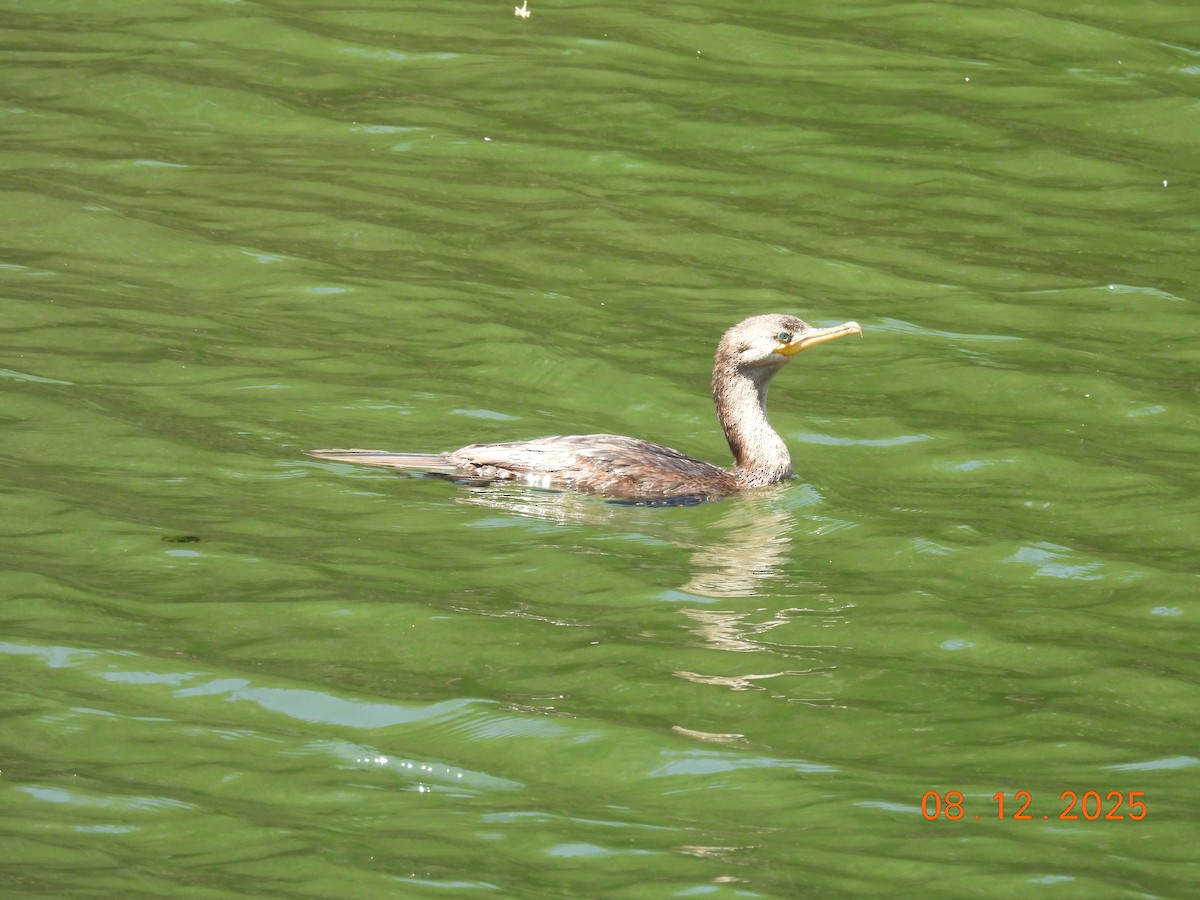 Cormoran vigua - ML646646555