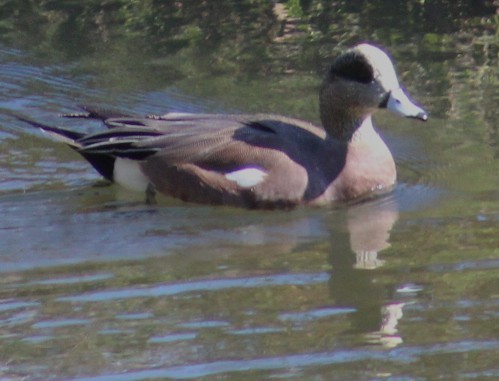 Ahate txistulari amerikarra - ML646646556