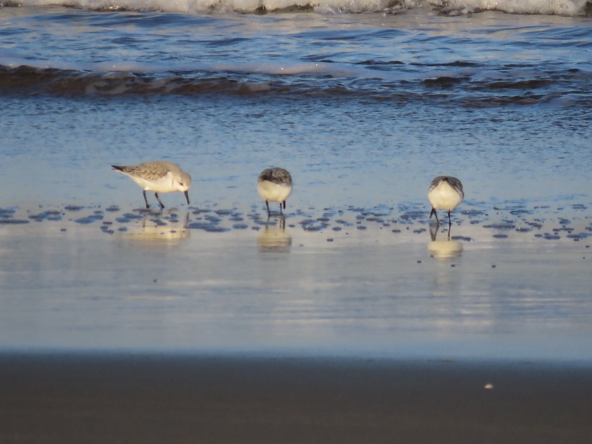 Piovanello tridattilo - ML646646557