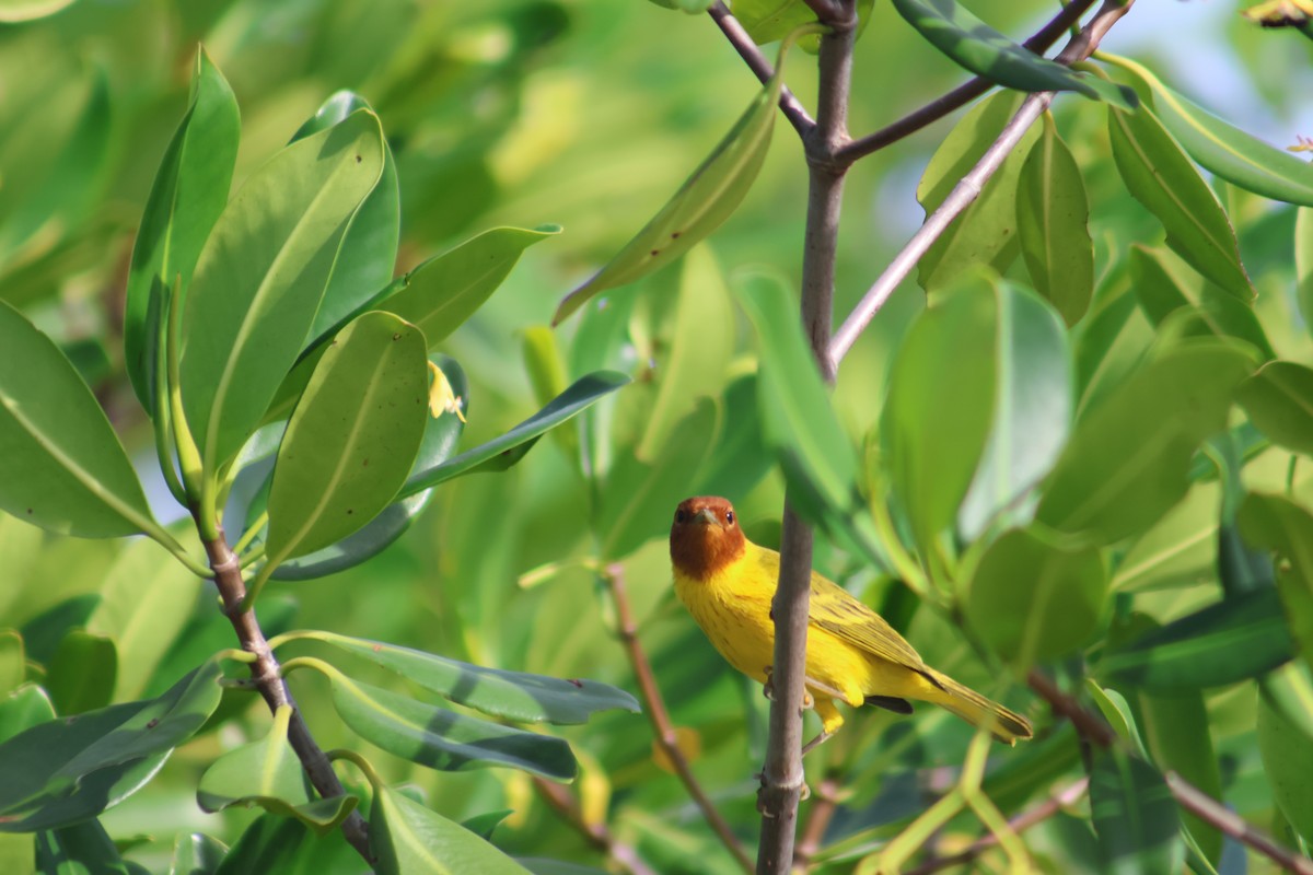 Mangrove Yellow Warbler - ML646646560