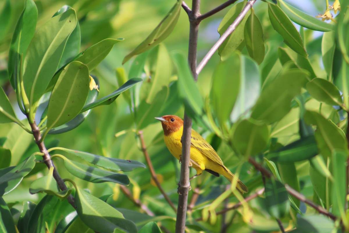 Mangrove Yellow Warbler - ML646646561