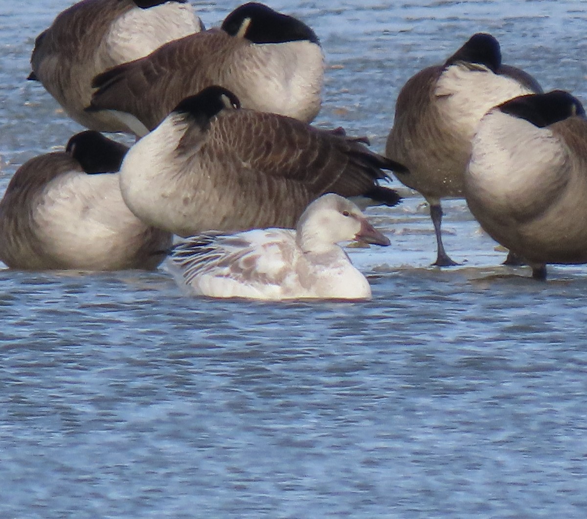 Snow Goose - ML646646563